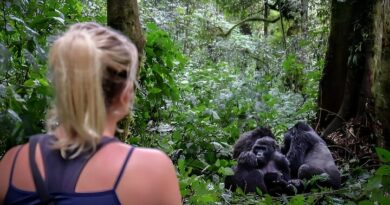 One Week Chimpanzee and Gorilla Adventure in Uganda: The Ultimate Itinerary