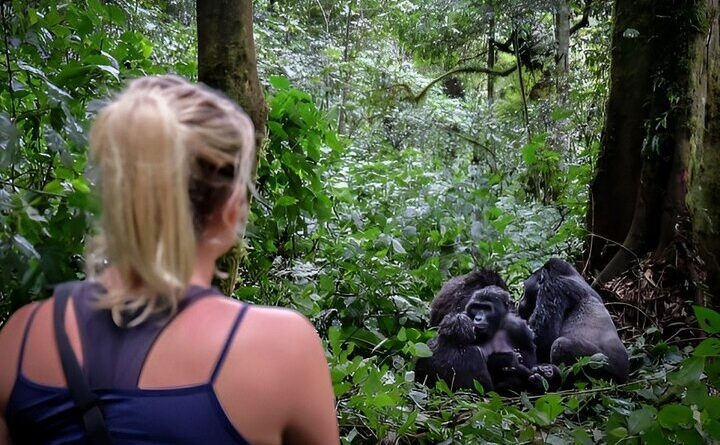 One Week Chimpanzee and Gorilla Adventure in Uganda: The Ultimate Itinerary