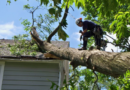 Protecting Your Green Assets: The Importance of Tree Services and Insect Control Treatments